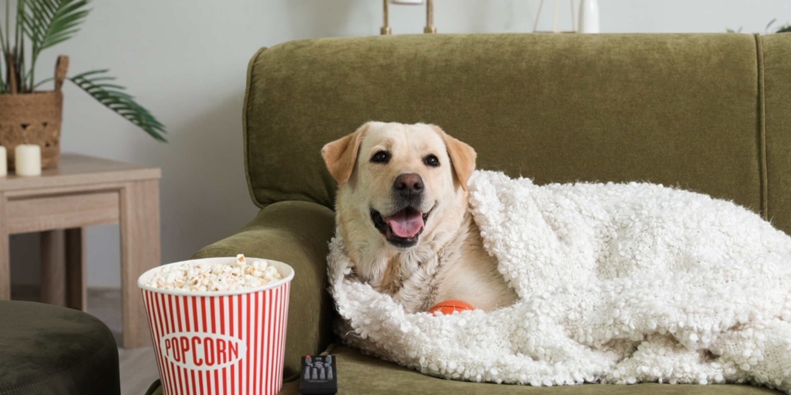 สุนัขนอนบนโซฟา-Pet-friendly-วัสดุโซฟากันรอยข่วน